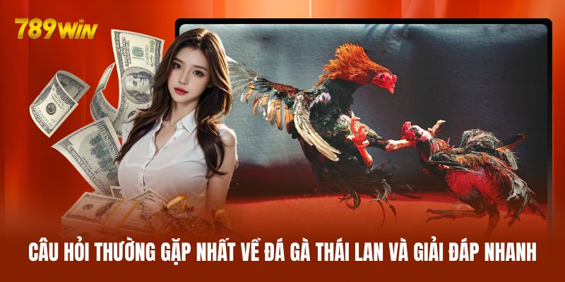 Câu hỏi thường gặp nhất về đá gà Thái Lan và giải đáp nhanh